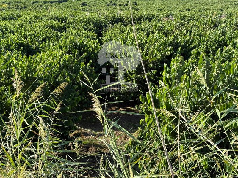 Foto 320dd560-4d53-428e-bb16-e0ff8b4c028d. Rural plot in Motril ciudad Motril