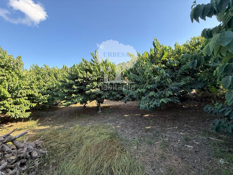 Foto 4c2b8c82-dc72-4350-8502-e0367eaab9a3. Rural plot in Motril ciudad Motril