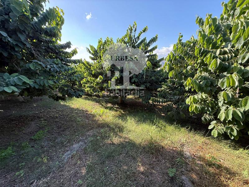 Foto 4ee02942-d132-430a-8db3-65f8d0caadd1. Rural plot in Motril ciudad Motril