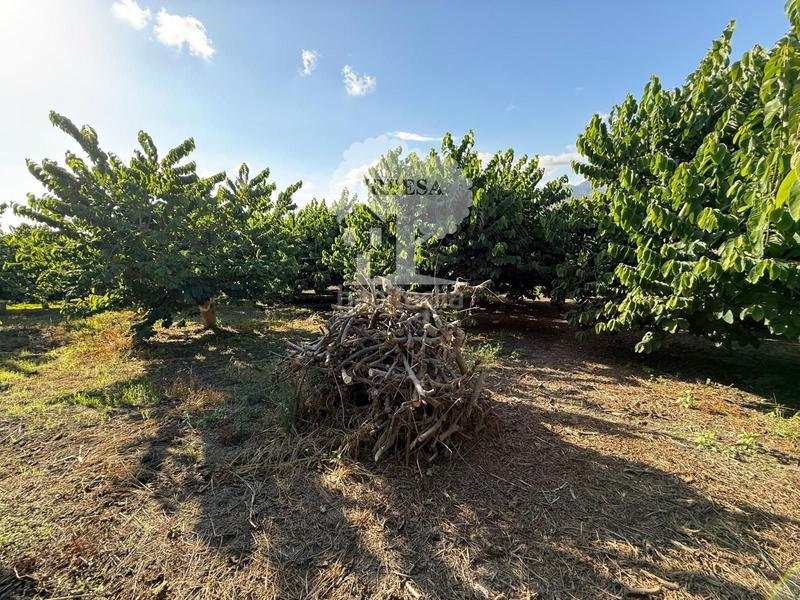 Foto 512f8593-4800-4503-983a-0999908bc219. Rural plot in Motril ciudad Motril