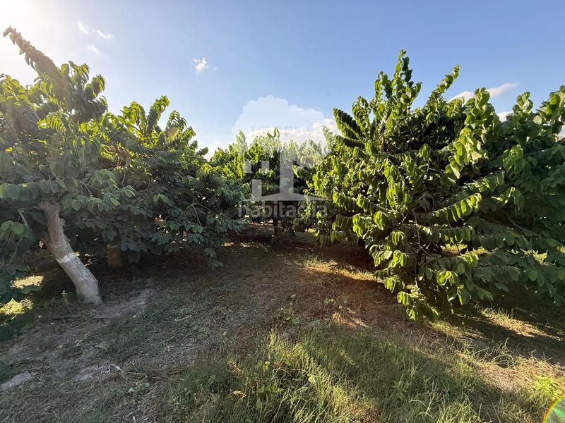 Foto 52c68f56-558d-4d21-b20d-443663b6bf56. Rural plot in Motril ciudad Motril