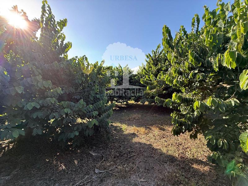 Foto 5f4b032c-9dcd-4768-91bc-63222e8bf689. Rural plot in Motril ciudad Motril