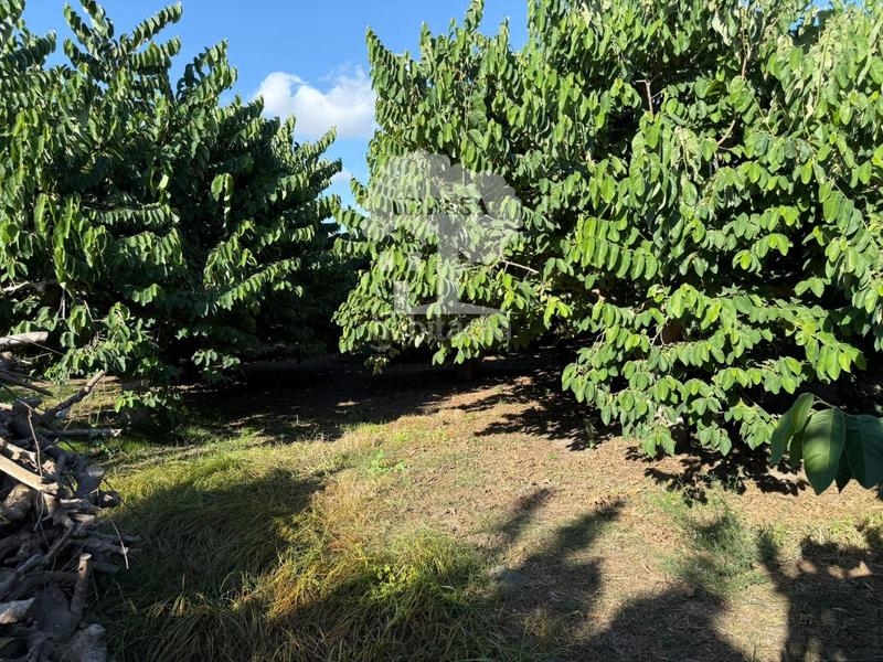 Foto 633ef788-7ca3-4bfe-bcae-910137ee05c0. Rural plot in Motril ciudad Motril