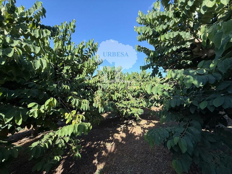 Foto 66481aa9-7d8a-4614-8125-1730739289ad. Rural plot in Motril ciudad Motril