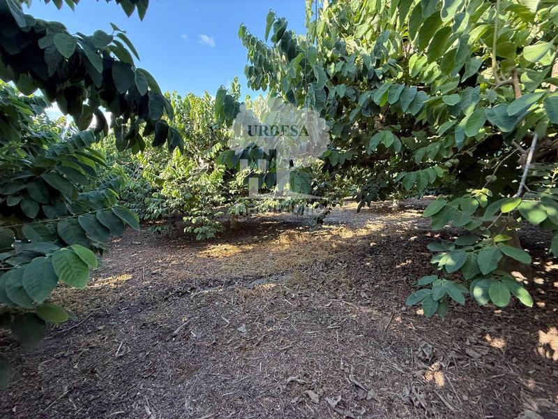 Foto 6a0055bd-ff94-4dca-9bd5-4741f26876c8. Rural plot in Motril ciudad Motril