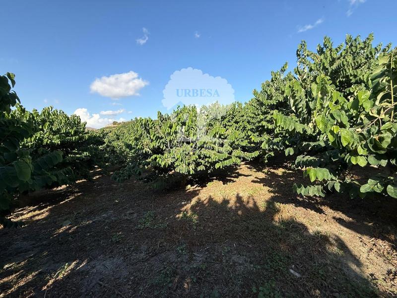 Foto 7383792f-f3be-44f6-9d12-0a4cb95319d4. Rural plot in Motril ciudad Motril