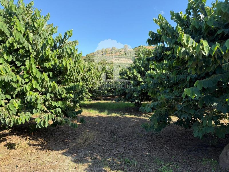 Foto 77b430a8-94a9-4f28-a32a-e459263aebef. Rural plot in Motril ciudad Motril