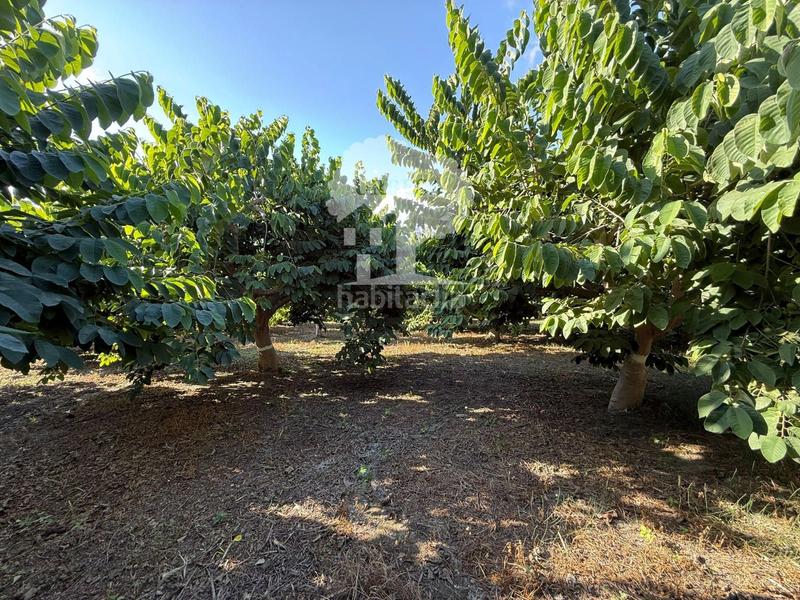 Foto 7b065617-4d52-4840-aa5a-98872525316f. Rural plot in Motril ciudad Motril