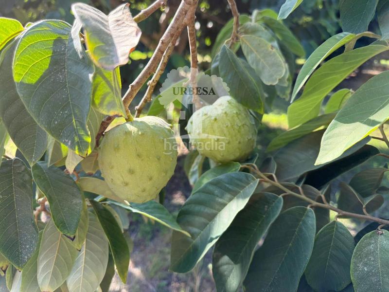 Foto 9f71e108-031a-4b7b-b490-6758841732b1. Rural plot in Motril ciudad Motril