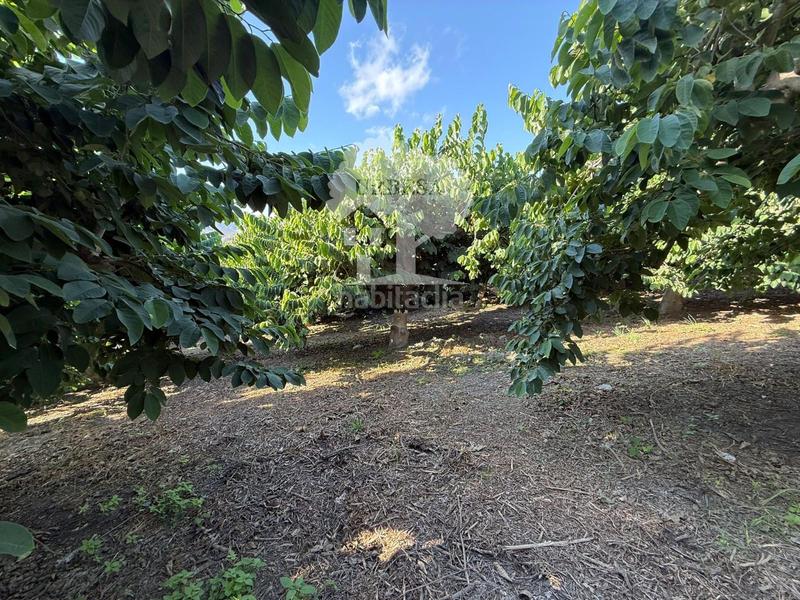 Foto b4a493ac-b37c-42d0-b9d1-6e676ad77fd1. Rural plot in Motril ciudad Motril