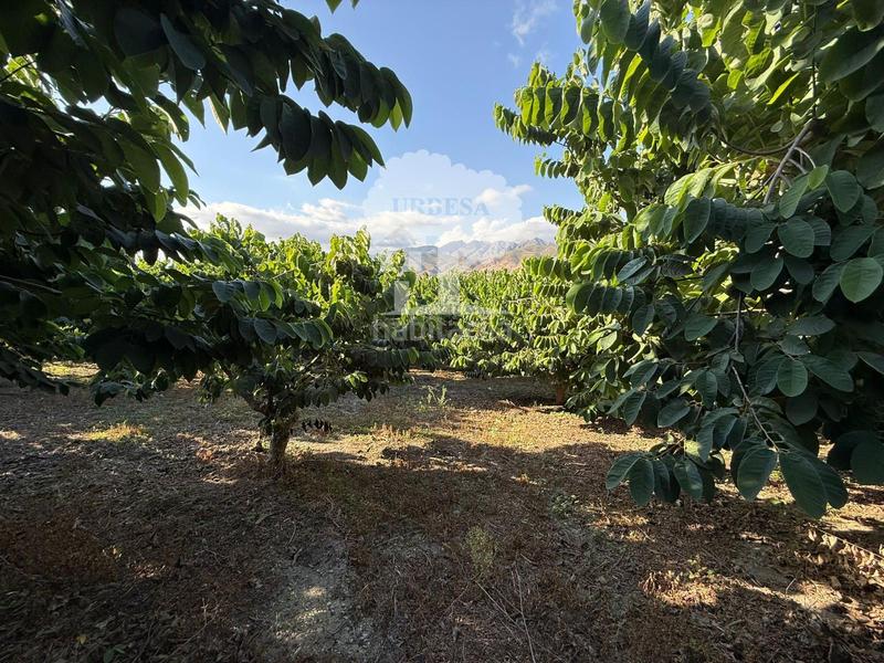 Foto c112108d-cf6c-45b8-b02a-b3923cf54262. Rural plot in Motril ciudad Motril