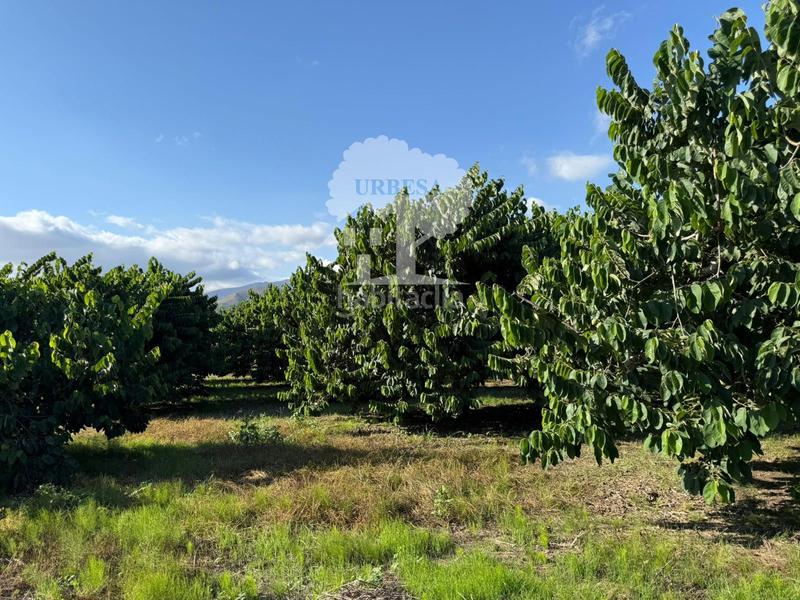 Foto cb5dad0f-46c8-4e19-a00c-32bd38ba33ed. Rural plot in Motril ciudad Motril