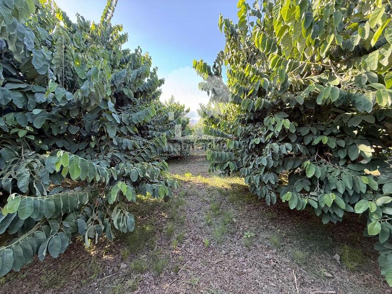 Foto d0b8fd28-7189-47eb-b343-c81f3c28116b. Rural plot in Motril ciudad Motril