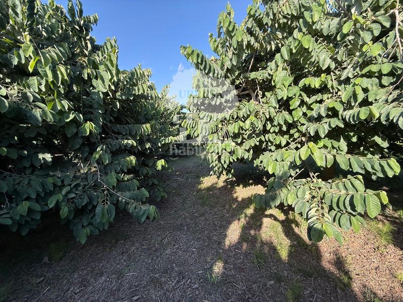 Foto ec7d46c7-8733-4078-9849-b53b245fd544. Rural plot in Motril ciudad Motril