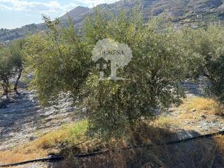 Finca rústica a Vélez de Benaudalla. Finca  de sesenta marjales  31705m2 de olivos y almendros en pro