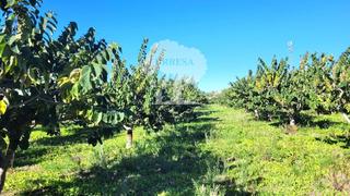 Finca rústica a Los Tablones - La Garnatilla. Parcela rustica de 10435m2  20 marjales de chirimoyos en plena p