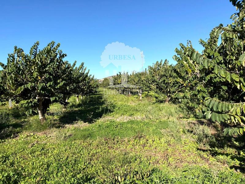 Foto 0a643c66-d21e-4760-ad5b-b667a44e273c. Propriété dans Los Tablones - La Garnatilla Motril