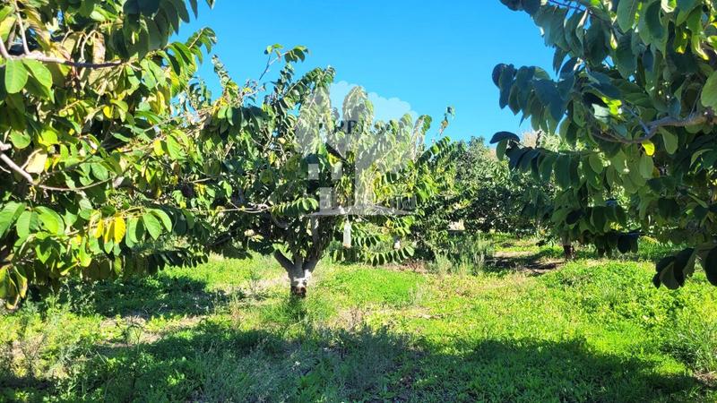 Foto 15830cc1-dd14-4107-b690-149216db1447. Propriété dans Los Tablones - La Garnatilla Motril