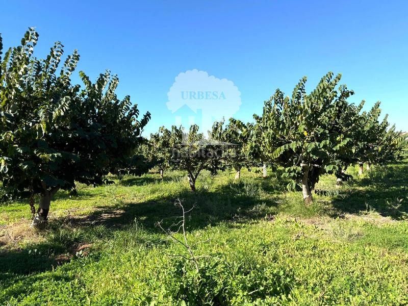 Foto 16023aff-8cce-4144-8e68-0eece740ecbc. Propriété dans Los Tablones - La Garnatilla Motril