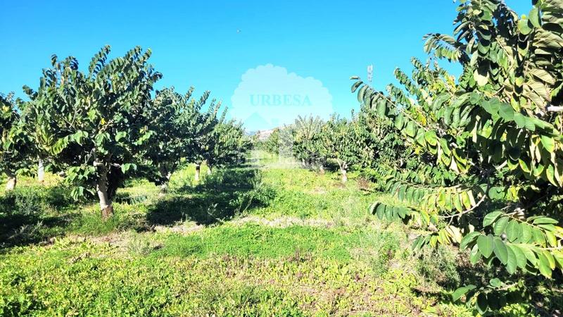 Foto 17e7a9c0-e253-4df7-b77e-a33b155c4ded. Propriété dans Los Tablones - La Garnatilla Motril