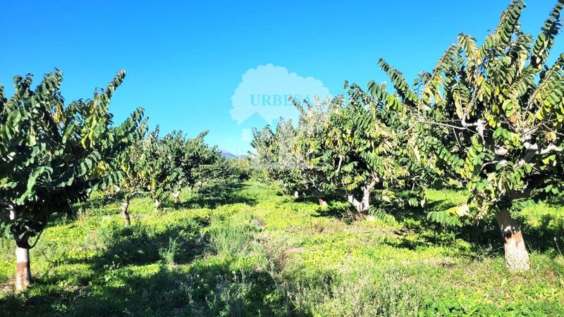 Foto 1fb0116d-1846-46a1-b8f6-ba6e5835a33b. Propriété dans Los Tablones - La Garnatilla Motril