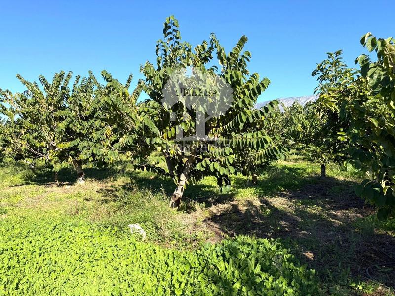 Foto 20ab41f5-b119-45c8-962d-976e4528eac4. Propriété dans Los Tablones - La Garnatilla Motril