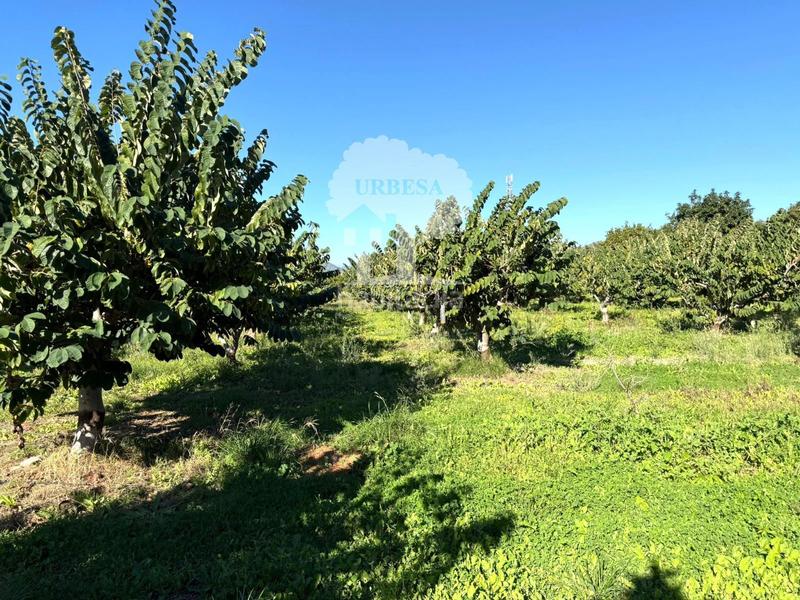 Foto 21c7fffa-bc50-4c0a-bfec-0ed254b79015. Propriété dans Los Tablones - La Garnatilla Motril