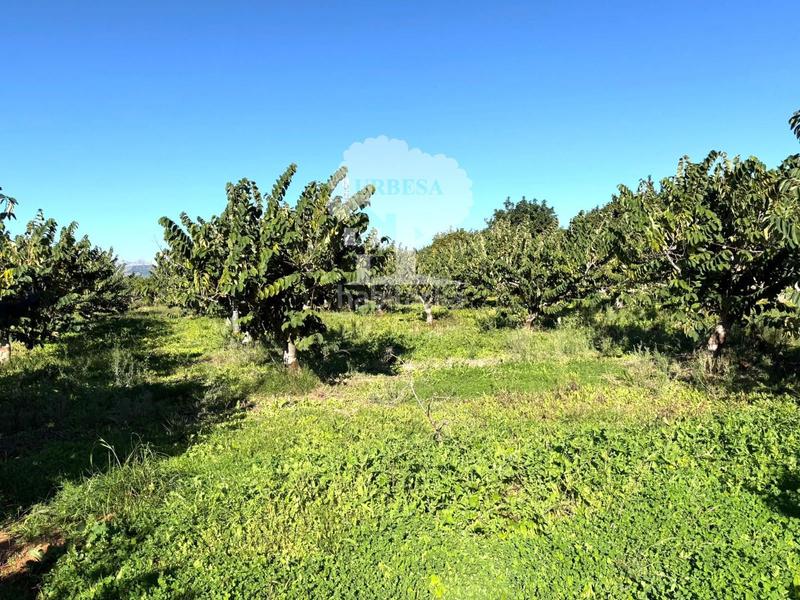 Foto 3a1bf55b-ea72-4bd1-8638-12be765c03c1. Propriété dans Los Tablones - La Garnatilla Motril