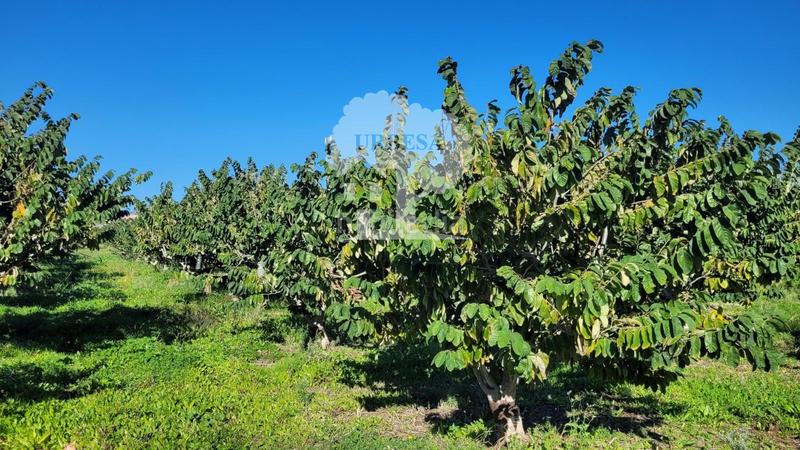 Foto 45e015ef-f6bb-4b59-a9d2-29506ffa55ee. Propriété dans Los Tablones - La Garnatilla Motril