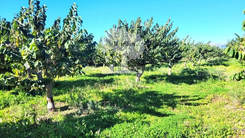 Foto 498a8883-4576-4dc2-b745-0f930ca67fa4. Propriété dans Los Tablones - La Garnatilla Motril