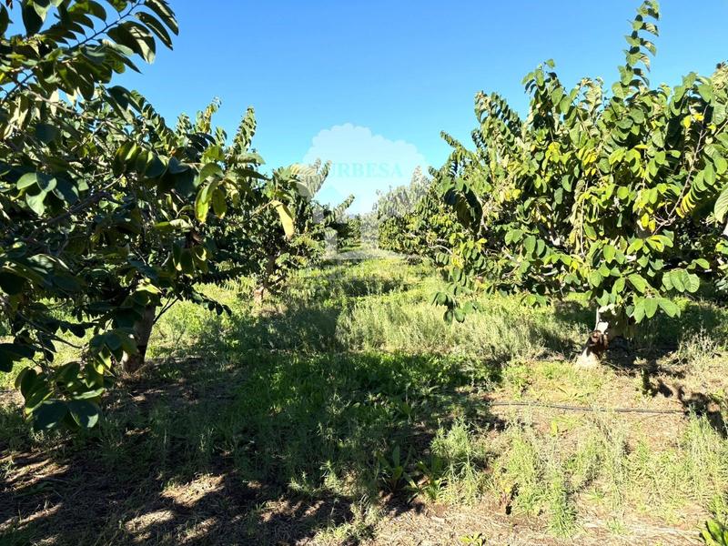 Foto 54d762aa-504a-46e2-b612-32bcfea9bcbe. Propriété dans Los Tablones - La Garnatilla Motril