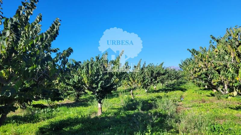 Foto 61529c8d-c62c-4f0d-9559-5614c5cc03dd. Propriété dans Los Tablones - La Garnatilla Motril