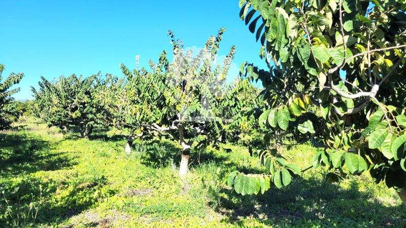 Foto 6a013455-f699-4ce1-91be-a50f96fae487. Propriété dans Los Tablones - La Garnatilla Motril