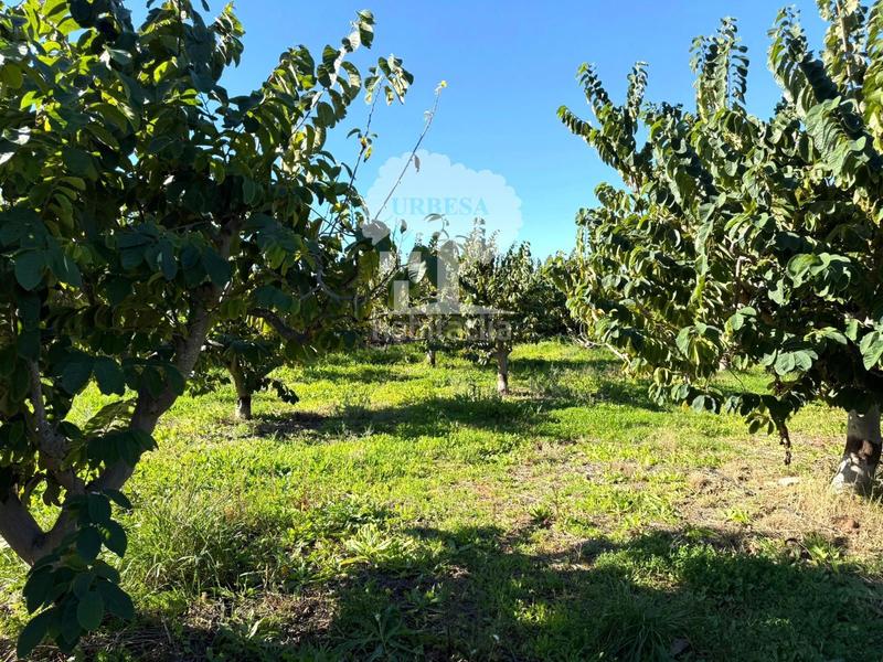 Foto 6d5a4db7-5b72-44af-8dcb-ebe86d26b003. Propriété dans Los Tablones - La Garnatilla Motril