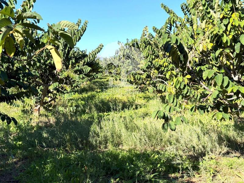 Foto 8a3dd08b-4a94-4a6a-84af-7999d9cfb022. Propriété dans Los Tablones - La Garnatilla Motril