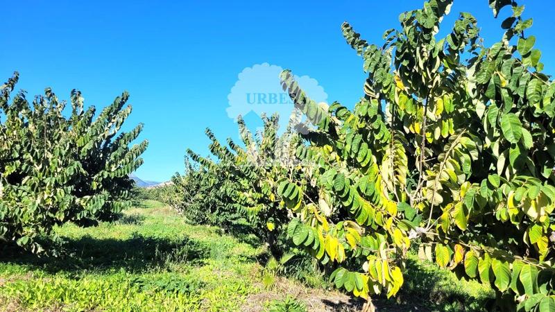 Foto 8b2efa8c-f7df-4877-981a-ba77ad03d97f. Propriété dans Los Tablones - La Garnatilla Motril