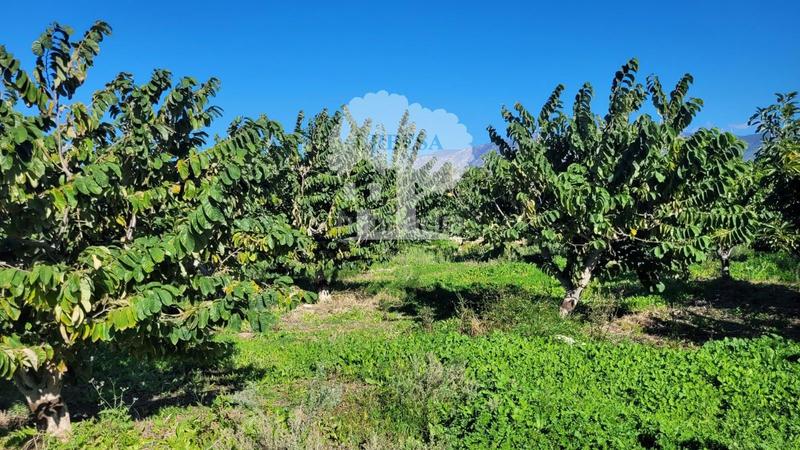 Foto 9618ac1b-b363-40a5-b321-0132d2ede1e8. Propriété dans Los Tablones - La Garnatilla Motril