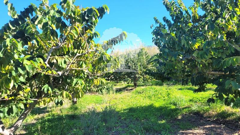 Foto 9cc01aab-e794-4847-a08c-abd380e63d80. Propriété dans Los Tablones - La Garnatilla Motril