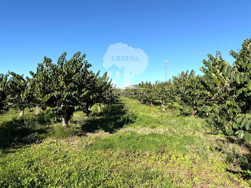 Foto ae459283-a161-4236-a5ef-f6cbee67ed63. Propriété dans Los Tablones - La Garnatilla Motril