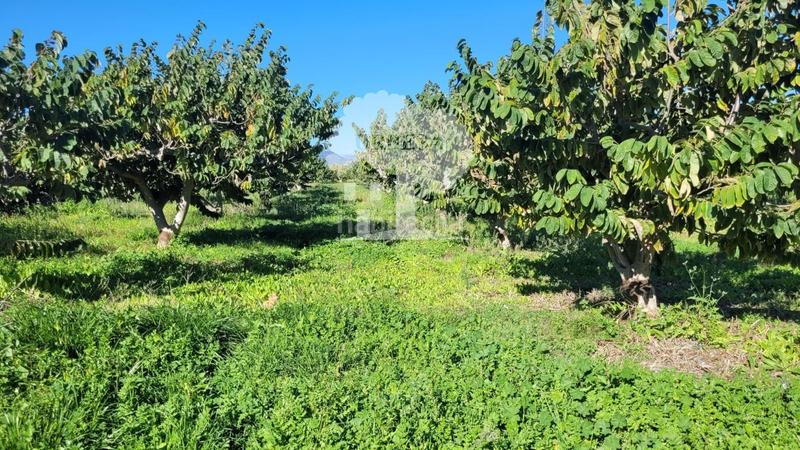 Foto c125c351-0e3a-4628-969d-9d4dceda7ba3. Propriété dans Los Tablones - La Garnatilla Motril