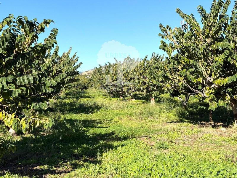 Foto ca636d3c-4e1c-4302-ae3e-1abc83cefcac. Propriété dans Los Tablones - La Garnatilla Motril
