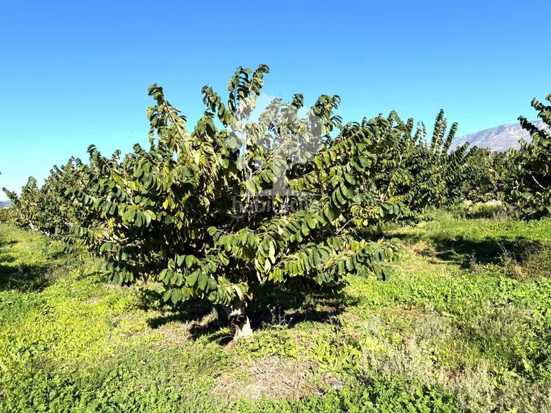 Foto d811c48f-6ff4-43f3-acd9-1c122da82568. Propriété dans Los Tablones - La Garnatilla Motril