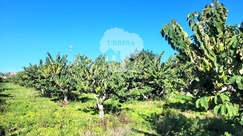 Foto dbc455be-f0d8-4f89-9ae0-4f1ed3b968bc. Propriété dans Los Tablones - La Garnatilla Motril