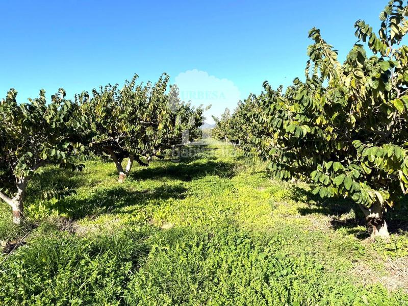 Foto e12c6e2f-14e2-42b6-9592-64c7de69682d. Propriété dans Los Tablones - La Garnatilla Motril