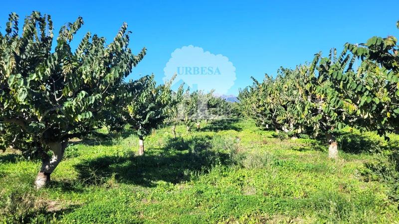 Foto e411252c-1b46-498c-8f15-91994fe6208f. Propriété dans Los Tablones - La Garnatilla Motril