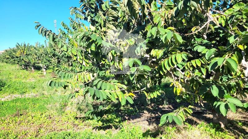 Foto f9cb34c6-e40d-4943-90a2-8975da95cf20. Propriété dans Los Tablones - La Garnatilla Motril