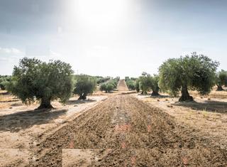 Finca rústica  Calle alameda. Ocasión!!!espectacular finca rustica de regadío con olivos y tre