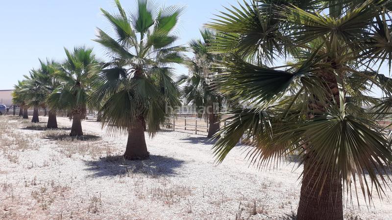 Foto 13c8406d-9e4e-4234-ad13-b44a77c64c84. Finca rústica a Loreto Espartinas