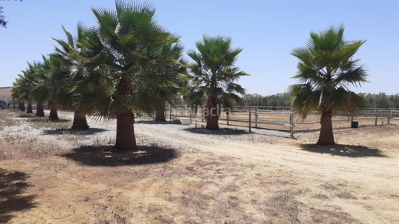 Foto f964e316-0896-4867-ac27-b6c77fdabd4c. Finca rústica a Loreto Espartinas