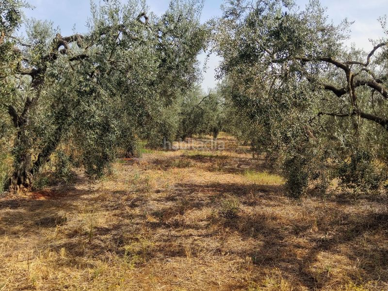 Foto 0e67816f-dd3d-4fac-b86e-d42dd8cb9d17. Finca rústica a Bollullos de la Mitación